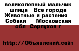 великолепный мальчик шпица - Все города Животные и растения » Собаки   . Московская обл.,Серпухов г.